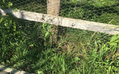 Phase 1 Parks – Chicken Wire