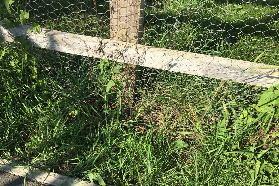 Phase 1 Parks – Chicken Wire