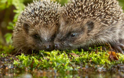 Helping Hedgehogs