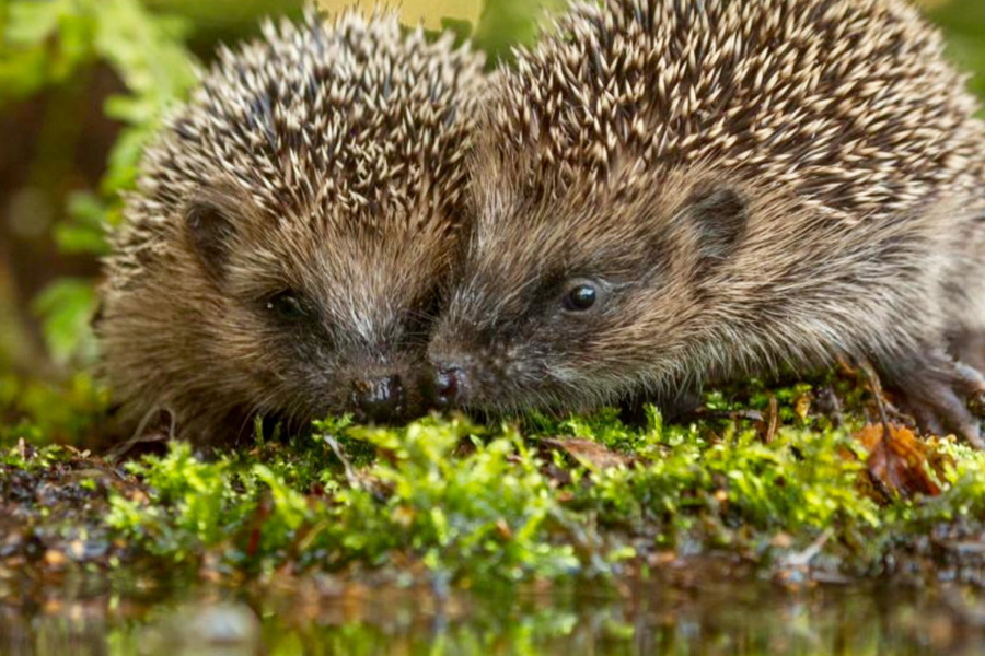 Helping Hedgehogs on Beckets Grove