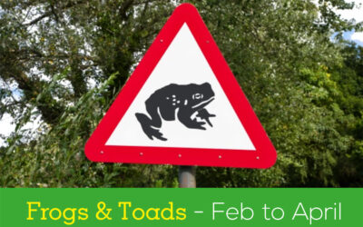 Look out for Frogs & Toads