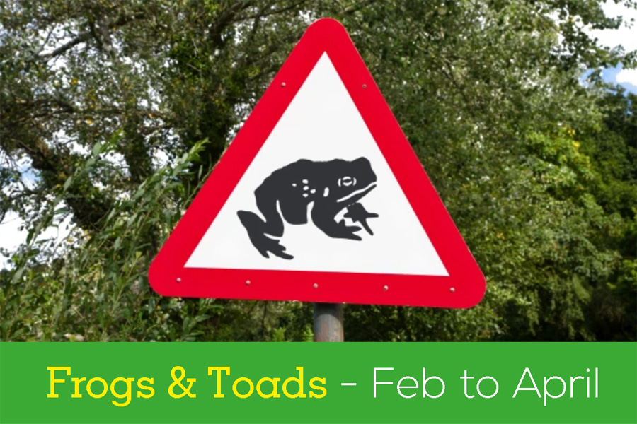 Look out for Frogs and Toads